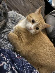 Lost Male Cat last seen Gould Road and Ginn Street, Onslow County, NC 28540