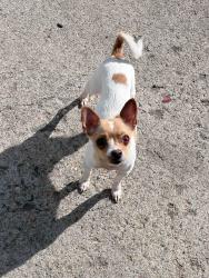 Reunited Male Dog last seen 18th and chester, Aurora, CO 80010