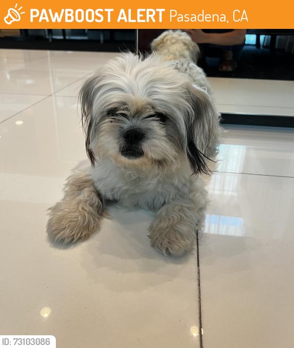 Found/Stray Male Dog last seen Westgate apmts, Pasadena, CA 91105