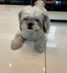 Found/Stray Male Dog last seen Westgate apmts, Pasadena, CA 91105