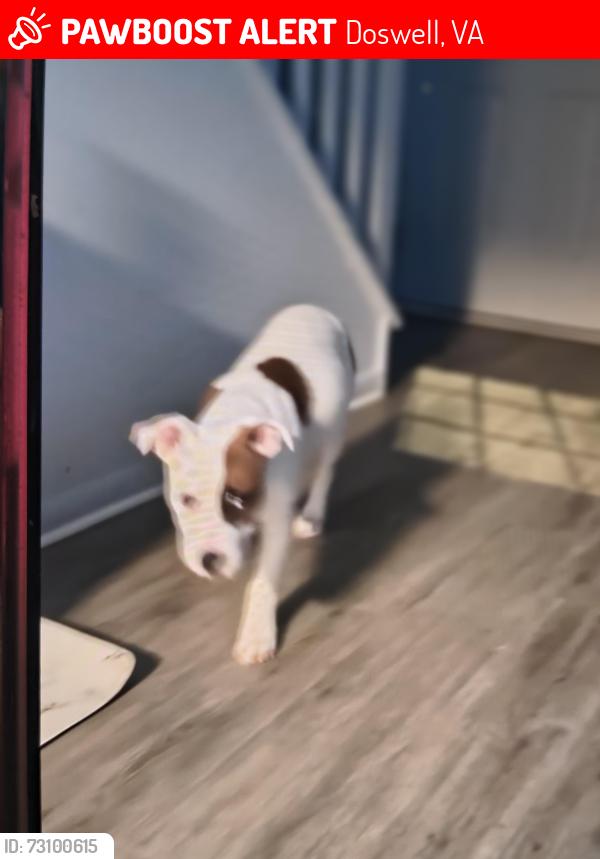 Lost Female Dog last seen Richmond Tpke, Doswell, VA 23047