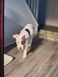 Lost Female Dog last seen Richmond Tpke, Doswell, VA 23047