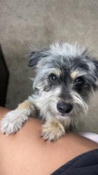 Lost Male Dog last seen Shetland trce, San Antonio, TX 78254