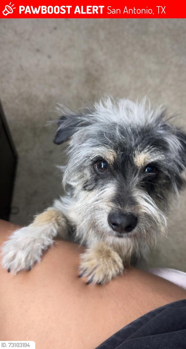 Lost Male Dog last seen Shetland trce, San Antonio, TX 78254