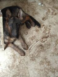 Reunited Male Dog last seen Olive and first, Fresno, CA 93702