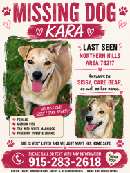 Lost Female Dog last seen Northern hills elementary, San Antonio, TX 78217