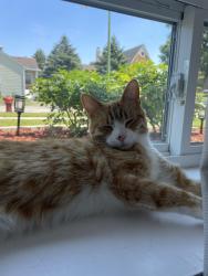 Reunited Male Cat last seen 1st Avenue, & North Avenue, Melrose Park, IL 60160