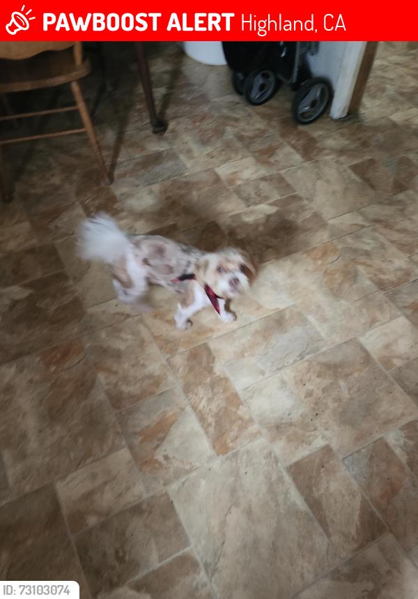 Lost Male Dog last seen Near 11th street highland CA 92346, Highland, CA 92346