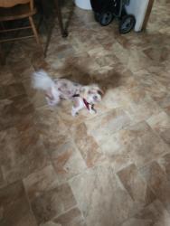 Lost Male Dog last seen Near 11th street highland CA 92346, Highland, CA 92346