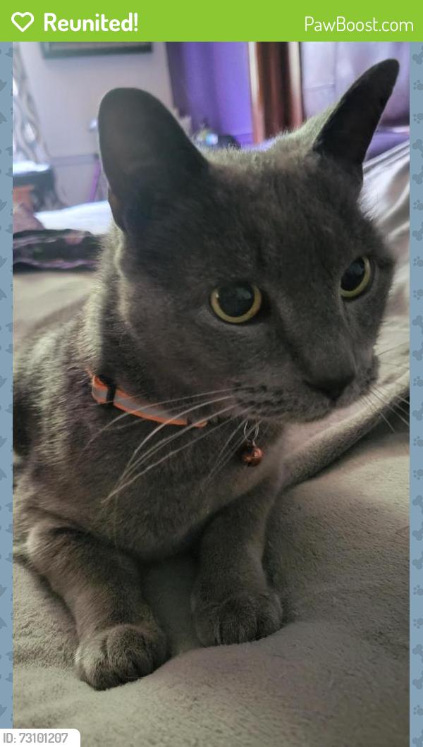 Reunited Male Cat last seen Rader Dr, Vandalia, OH 45377