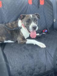 Found/Stray Female Dog last seen Charleston/Pecos, Las Vegas, NV 89101