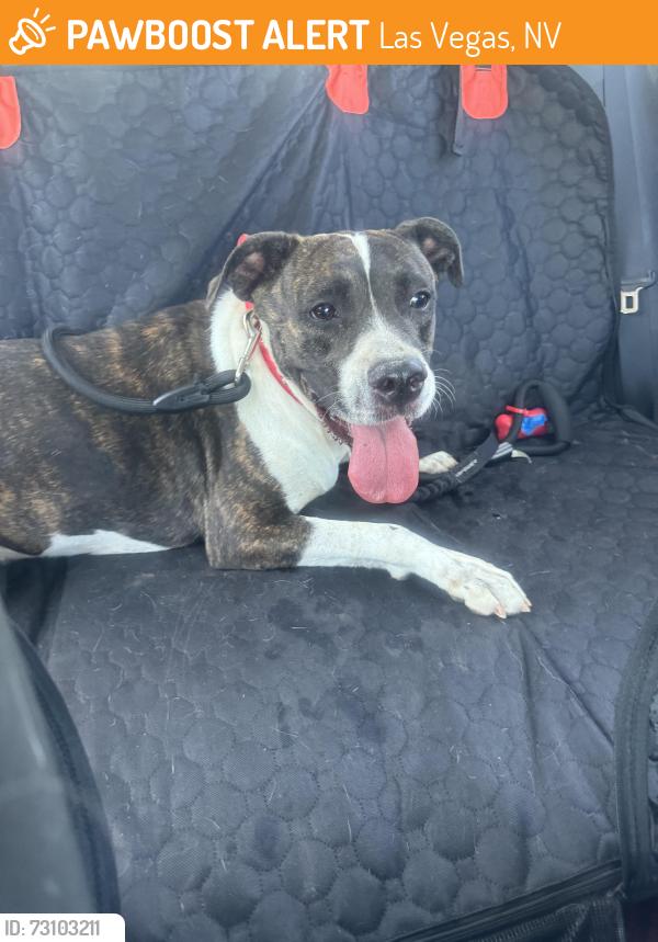 Found/Stray Female Dog last seen Charleston/Pecos, Las Vegas, NV 89101