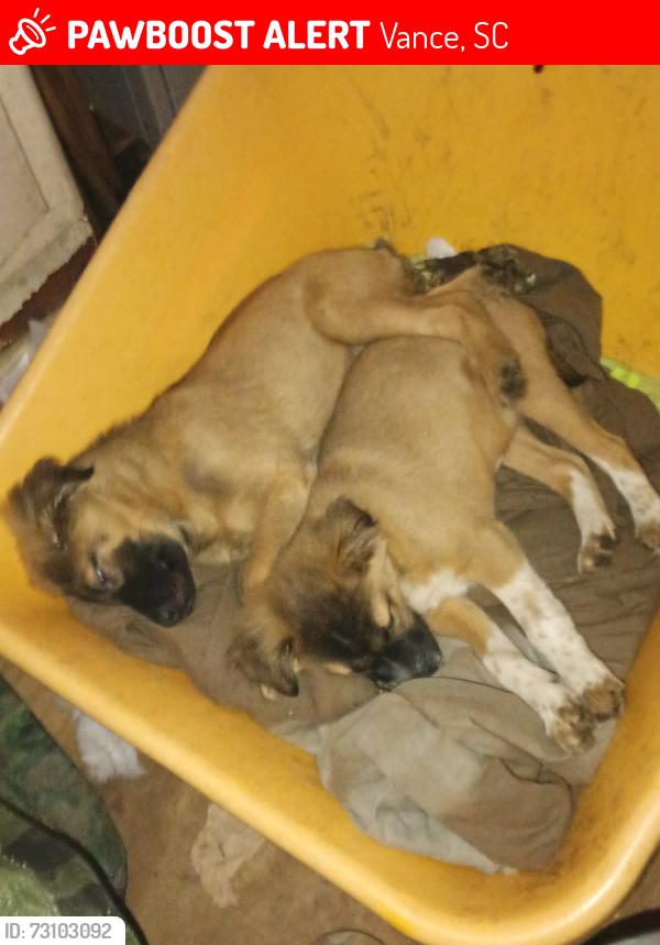 Lost Female Dog last seen Hwy 210 and Hwy 310 intersection, Vance, SC 29163