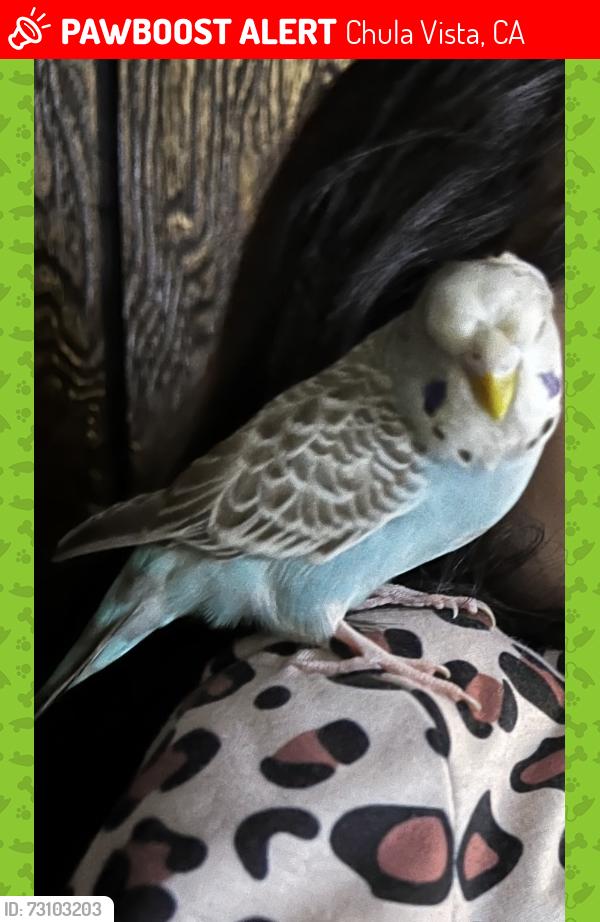 Lost Female Bird last seen E Naples, Chula Vista, CA 91911