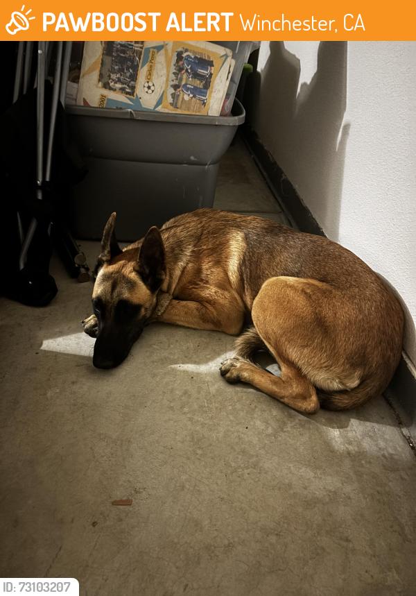 Found/Stray Female Dog last seen Near Winchester Rd Winchester, CA 92596 United States, Winchester, CA 92596