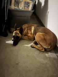Found/Stray Female Dog last seen Near Winchester Rd Winchester, CA 92596 United States, Winchester, CA 92596