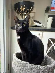 Lost Male Cat last seen Columbine Street, 22066, Great Falls, VA 22066