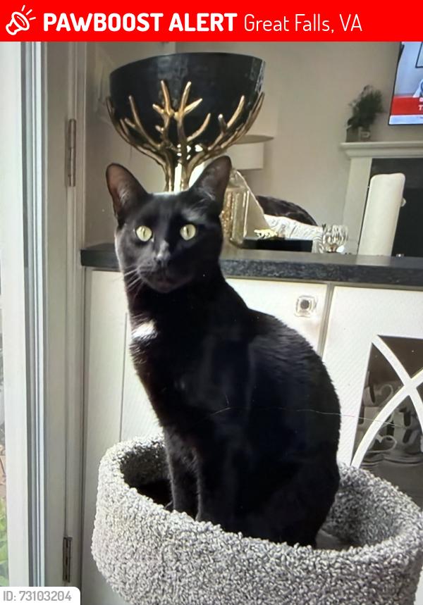 Lost Male Cat last seen Columbine Street, 22066, Great Falls, VA 22066