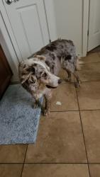 Reunited Female Dog last seen Desert, Queen Creek, AZ 85242