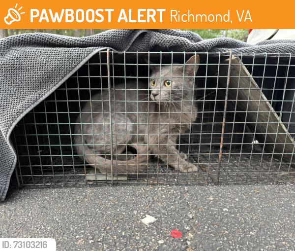 Found/Stray Male Cat last seen Near penick rd, Richmond, VA 23228