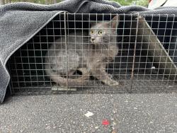 Found/Stray Male Cat last seen Near penick rd, Richmond, VA 23228