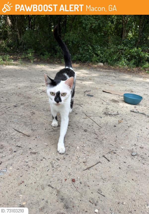 Found/Stray Unknown Cat last seen Bold as a Lion Church, Macon, GA 31204