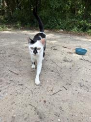 Found/Stray Unknown Cat last seen Bold as a Lion Church, Macon, GA 31204