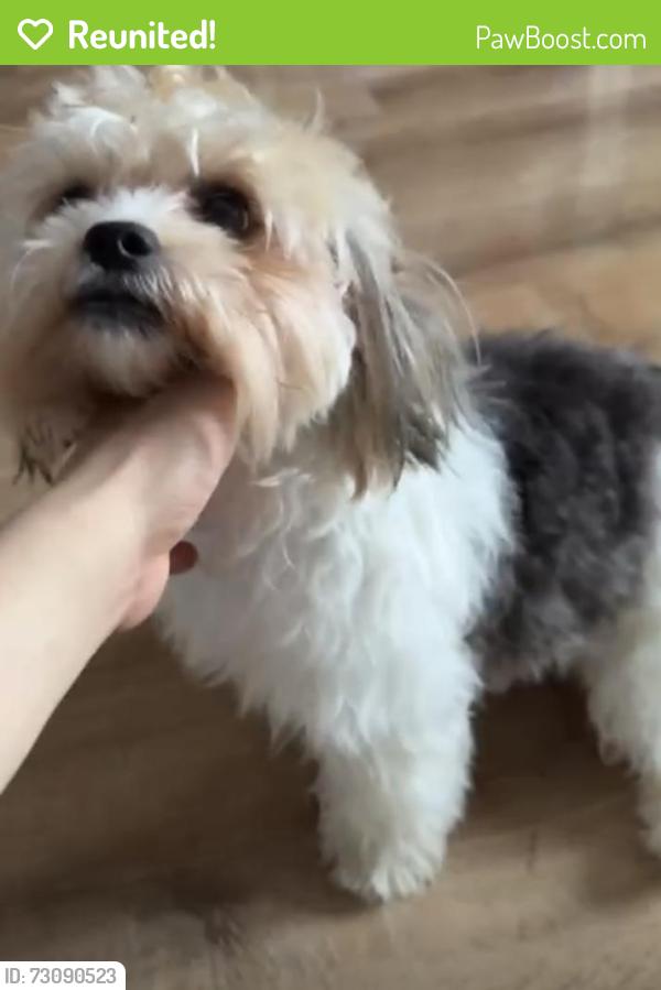 Reunited Female Dog last seen Near TH st, Chicago, IL 60623
