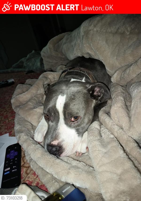 Lost Female Dog last seen Elmer Thomas Park, Lawton, OK 73507