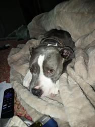 Lost Female Dog last seen Elmer Thomas Park, Lawton, OK 73507