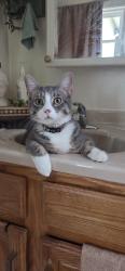 Lost Male Cat last seen Main and W Hawley, Charlemont, MA 01339