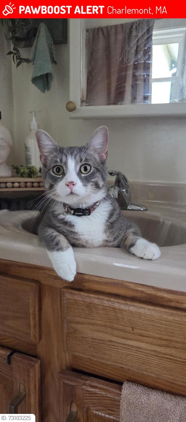 Lost Male Cat last seen Main and W Hawley, Charlemont, MA 01339
