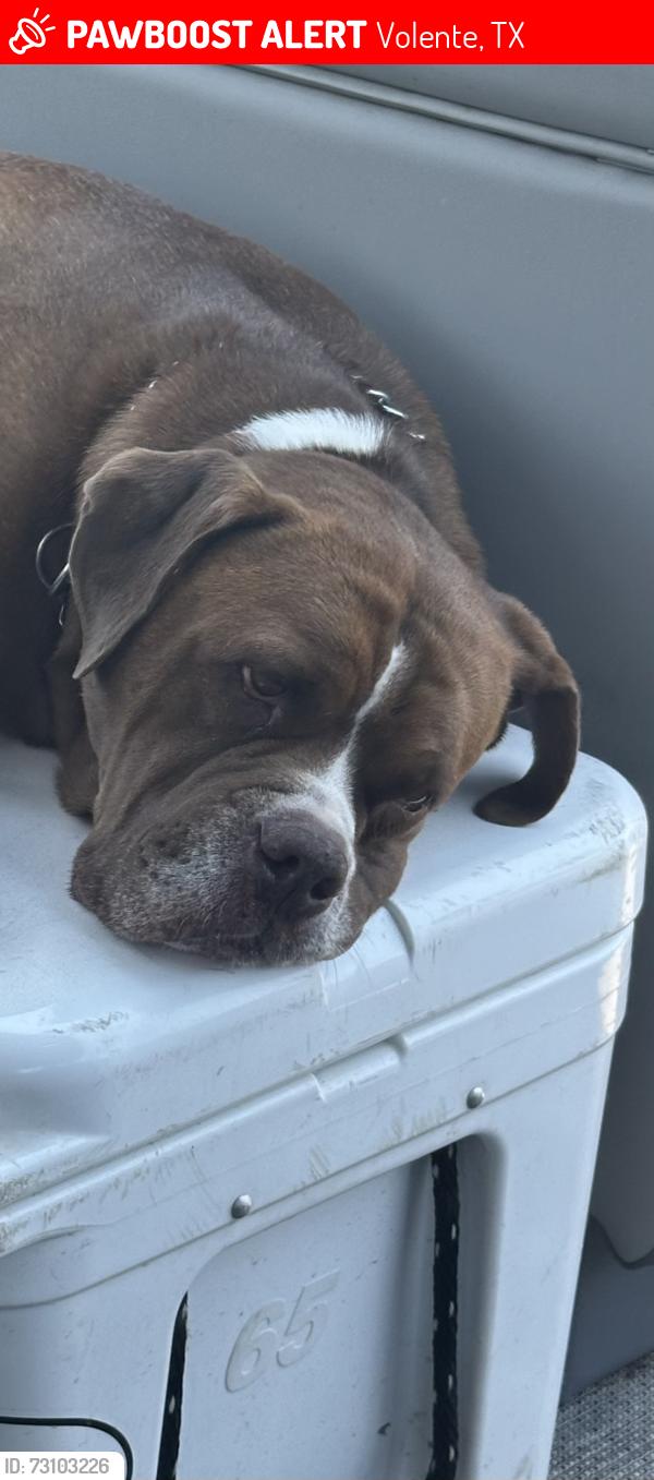 Lost Male Dog last seen Booth circle, Volente, TX 78641