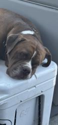 Lost Male Dog last seen Booth circle, Volente, TX 78641