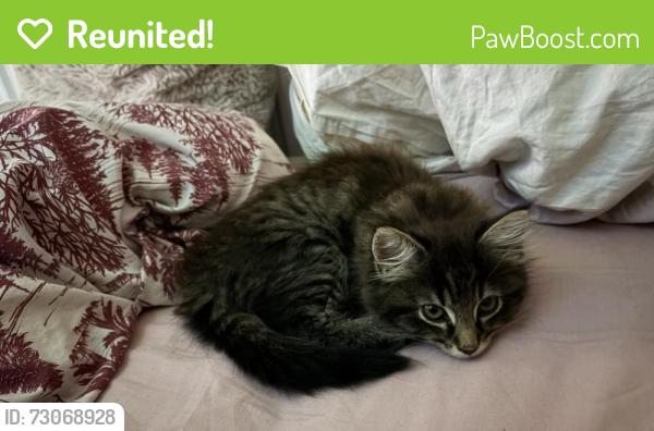 Reunited Male Cat last seen Sw181nf, Greater London, England SW18 1NF