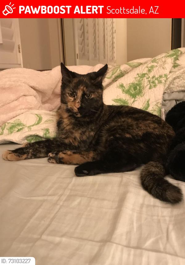 Lost Female Cat last seen Hayden and 82nd St, Scottsdale, AZ 85250