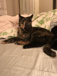 Lost Female Cat last seen Hayden and 82nd St, Scottsdale, AZ 85250