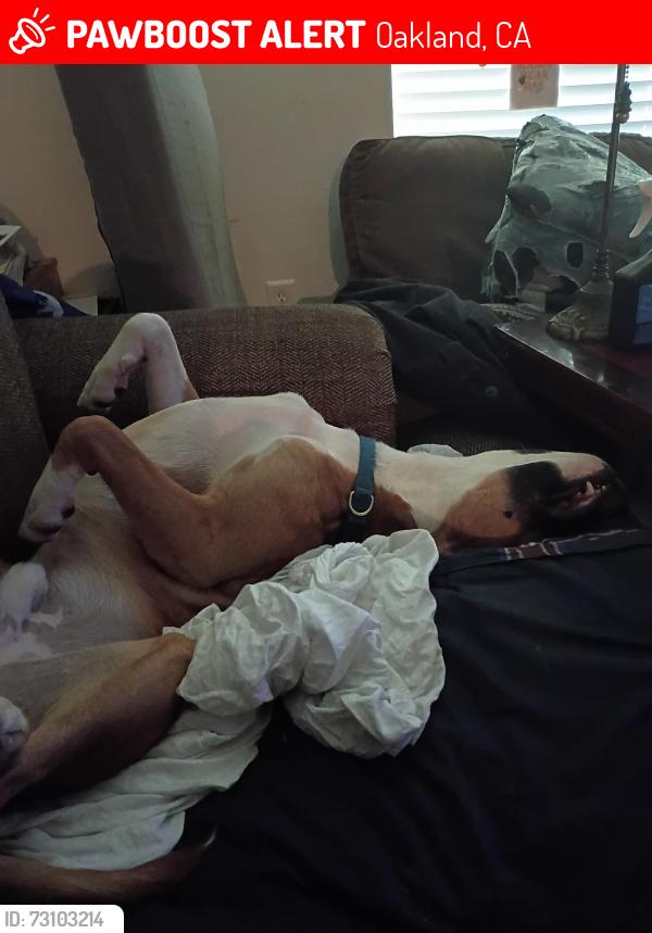 Lost Male Dog last seen 26th st, Oakland, CA 94607