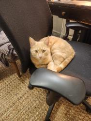 Reunited Male Cat last seen University and Sigma Chi NE, Albuquerque, NM 87102