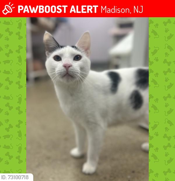 Lost Female Cat last seen Near Woodland Avenue, Madison, NJ 07940