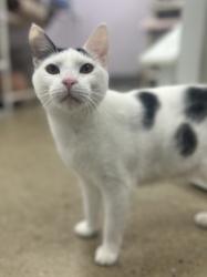 Lost Female Cat last seen Near Woodland Avenue, Madison, NJ 07940