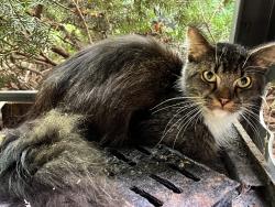 Found/Stray Unknown Cat last seen Near West and 27, Wabash Township, IN 47906