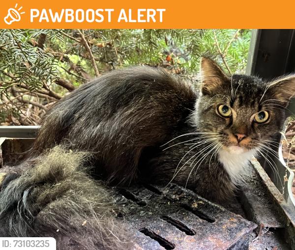 Found/Stray Unknown Cat last seen Near West and 27, Wabash Township, IN 47906