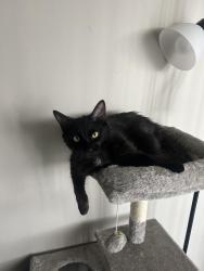 Lost Male Cat last seen Annex Rd and Charlotte Pike, Nashville, TN 37209
