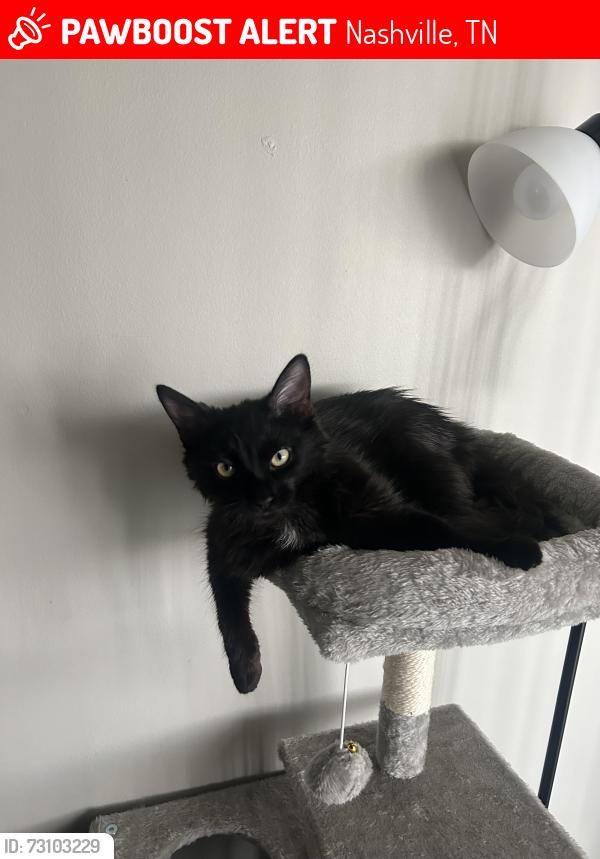 Lost Male Cat last seen Annex Rd and Charlotte Pike, Nashville, TN 37209