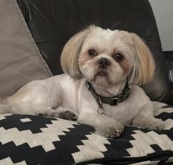 Lost Male Dog last seen Right Behind Viejo Elementary School, Mission Viejo, CA 92692