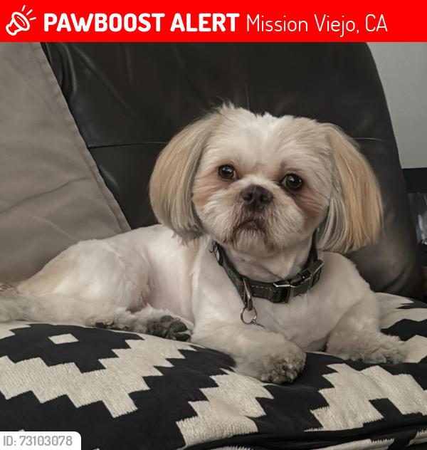 Lost Male Dog last seen Right Behind Viejo Elementary School, Mission Viejo, CA 92692