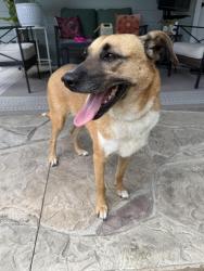 Found/Stray Female Dog last seen I-10, Winnie, TX 77665