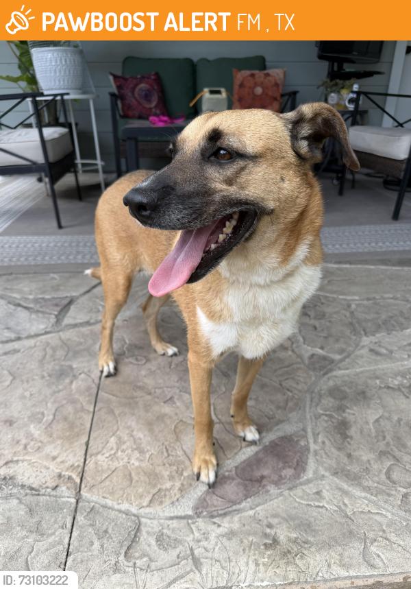 Found/Stray Female Dog last seen I-10, Winnie, TX 77665