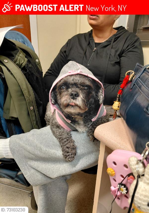 Lost Female Dog last seen 125th street station, 4,5,6 line, New York, NY 10027